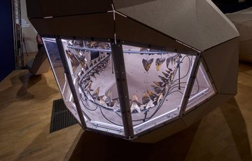 A close up of a 3d model showing an ancient shark teeth on display.