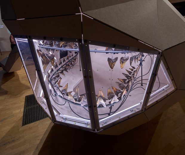 A close up of a 3d model showing an ancient shark teeth on display.