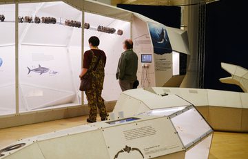Large life-sized 3D models of an ancient shark with visitors looking at the shark.