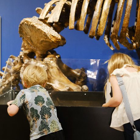 Back of heads of two children exploring a display box with a animal fossil skeleton behind.