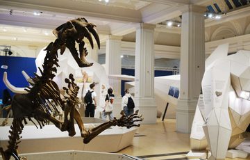 A gallery with large 3D models of ancient animals in the foreground is a skeleton of sabre toothed cat.
