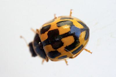 Ladybird