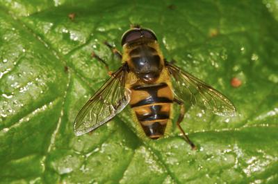 Batman Hoverfly on a green leaf.
