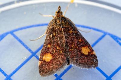 A brown Mint Moth on a plastic tray.