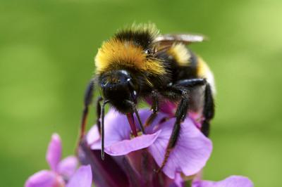 Bumblebee on a purple flower.