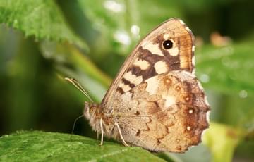 Speckled Wood Butterfly on a leaf.