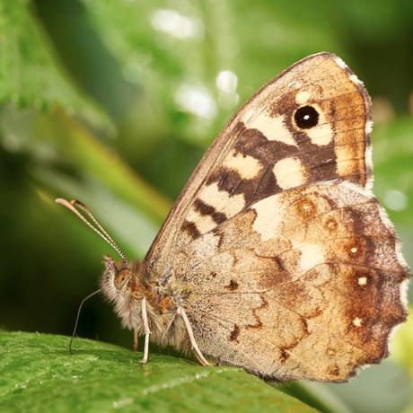 Speckled Wood Butterfly on a leaf.