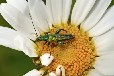 Beetle on a yellow and white flower.
