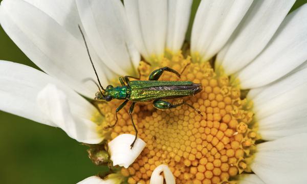 Beetle on a yellow and white flower.