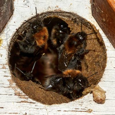 Bumblebee nest entrance with bees in it.
