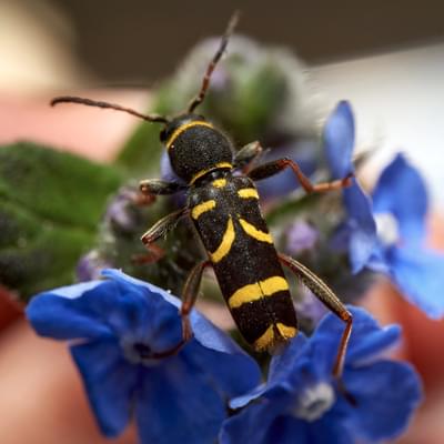 Wasp Beetle on a blue flower.