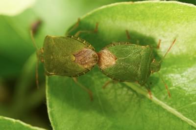 Two Green Shieldbugs on a leaf.