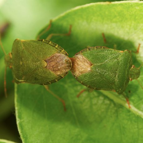 Two Green Shieldbugs on a leaf.