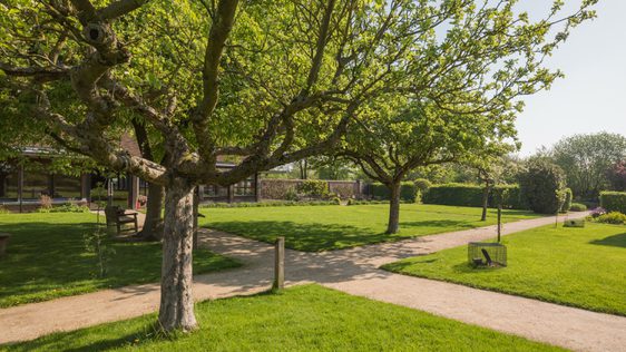 Garden with fruit trees and two paths crossing