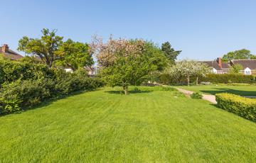 Green lawn with tree in the middle and shrubs to the left side.