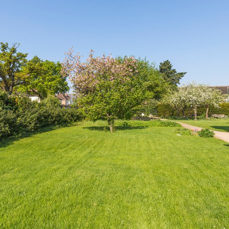 Green lawn with tree in the middle and shrubs to the left side.