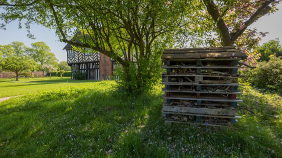 A large 'bug hotel' made of layers of wood is situated under two trees. Blakesley Hall Tudor building is in the background.