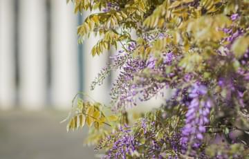 Close up of purple wisteria.