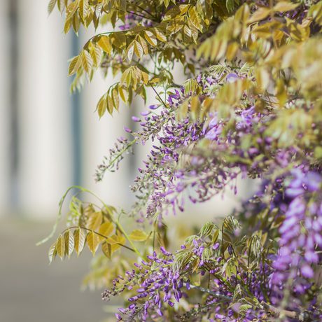 Close up of purple wisteria.