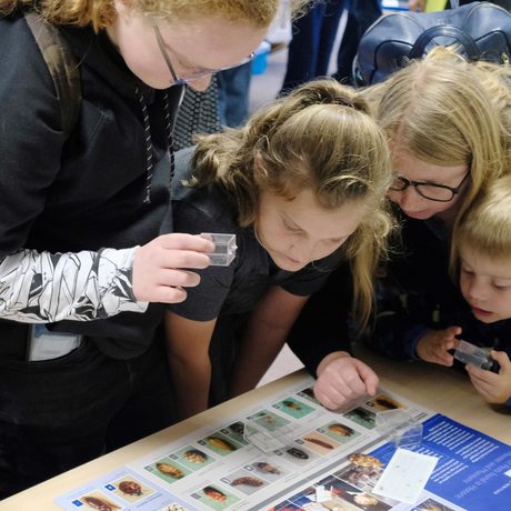 An adult with three children looking at bugs on display.