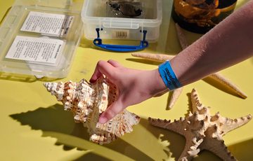 Close up of a hand holding a shell from a table of objects including shells, skulls and more.