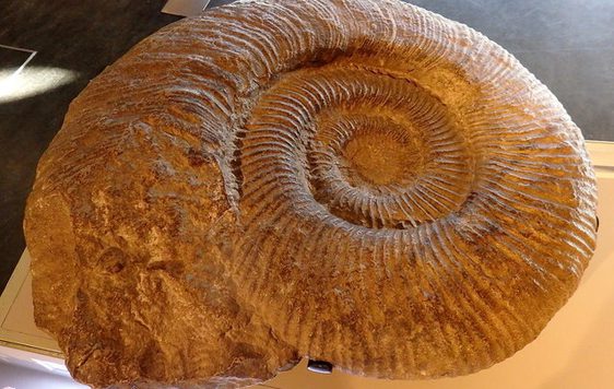 Fossilised ammonite shell with spiral ridges.