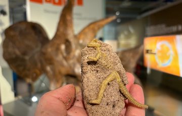 A toy dinosaur in mud, held in front of a real triceratops fossil skull.