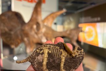 A toy dinosaur triceratops in mud, held in front of a real triceratops fossil skull.