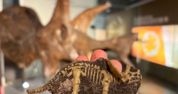 A toy dinosaur triceratops in mud, held in front of a real triceratops fossil skull.