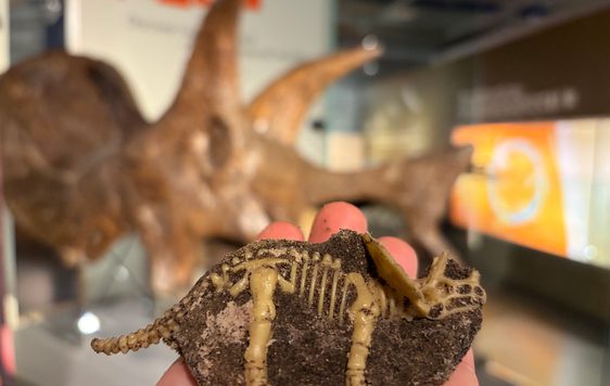 A toy dinosaur triceratops in mud, held in front of a real triceratops fossil skull.