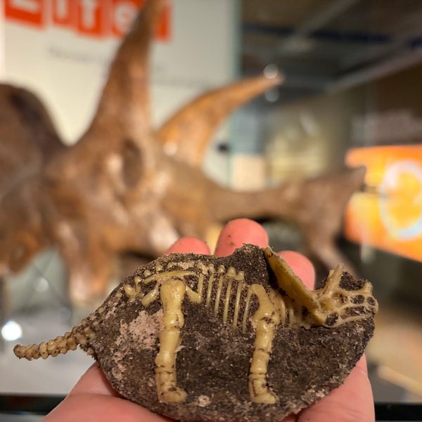 Fabulous Fossils Workshop