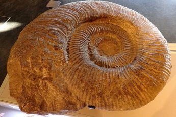 Fossilised ammonite shell with spiral ridges.