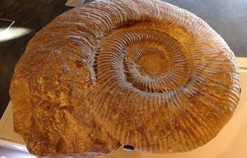 Fossilised ammonite shell with spiral ridges.