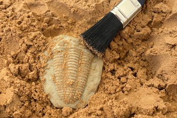 Close up of a tub of sand with replica fossil and brushes.
