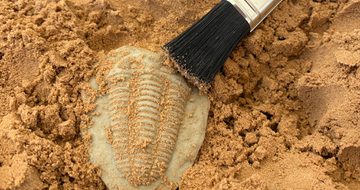 Close up of a tub of sand with replica fossil and brushes.