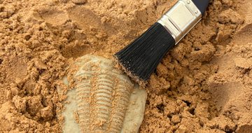 Close up of a tub of sand with replica fossil and brushes.
