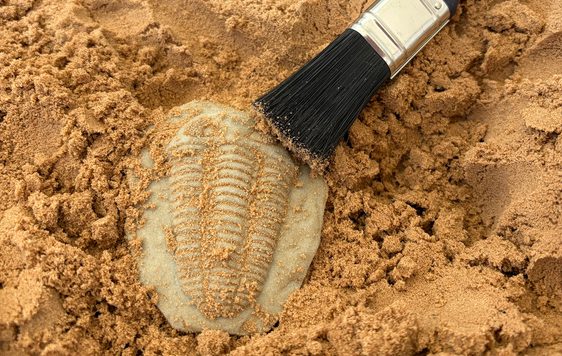 Close up of a tub of sand with replica fossil and brushes.