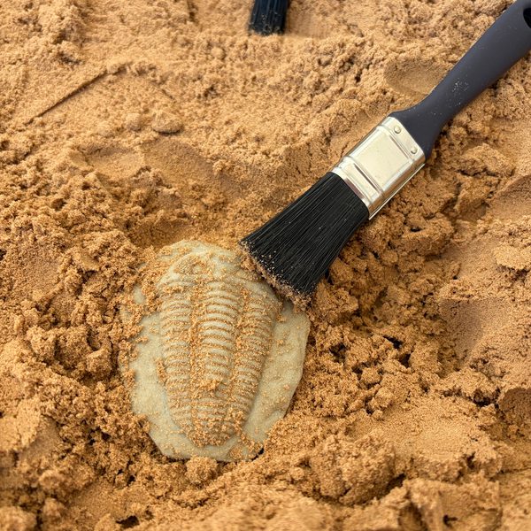 Dino Dig