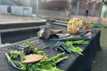 A table set up with fossils and leaves.