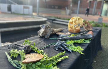 A table set up with fossils and leaves.