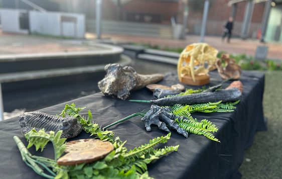 A table set up with fossils and leaves.