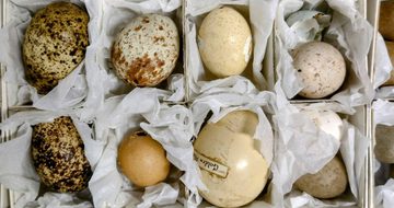 Selection of eggs from the nature collection.