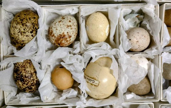 Selection of eggs from the nature collection.