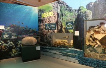 Exhibition display with facts about oceans and taxidermy sea birds in glass cases