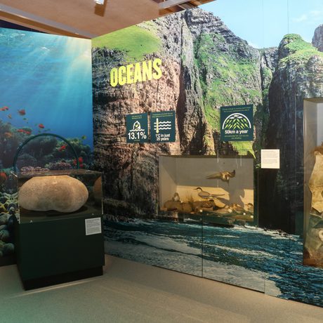 Close up of a corner of a display, it has the words Oceans written on the wall. There is photography showing beneath and above the sea, and a case displaying taxidermy sea birds.
