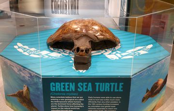 A large Green Sea Turtle skeleton with a brown shell in an exhibition case