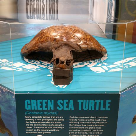 A large Green Sea Turtle skeleton with a brown shell in an exhibition case