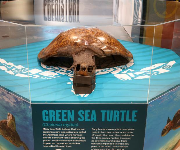 A large Green Sea Turtle skeleton with a brown shell in an exhibition case