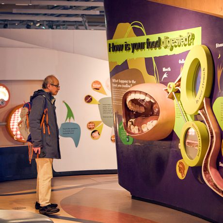 Man observes interactive exhibit explaining the human digestive system in a museum setting.