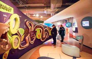 Visitors exploring a colourful, interactive museum exhibit about the human digestive system.